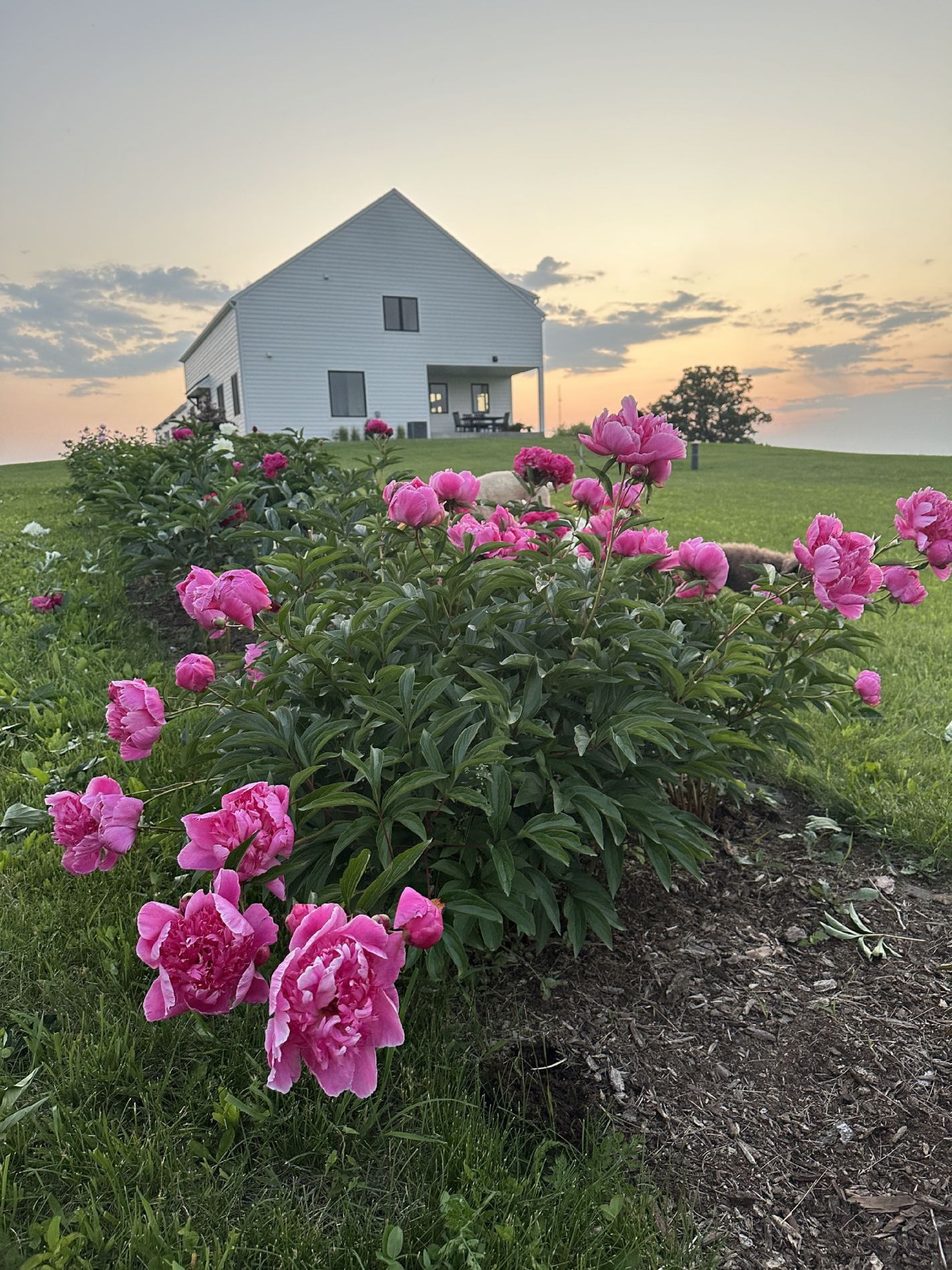Expansive Peony Garden — Nearly 100 Plants in Numerous Varieties